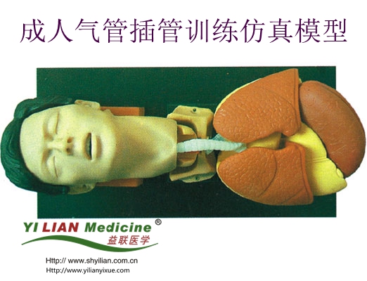 成人氣管插管訓(xùn)練仿真模型