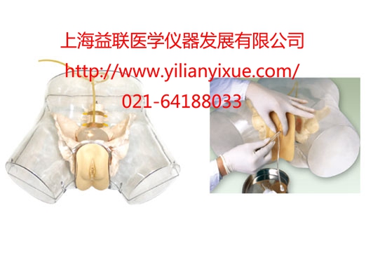 透明女性導尿模型
