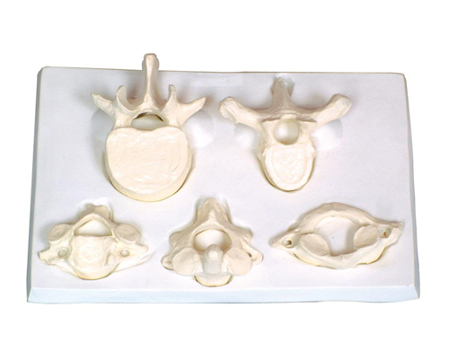 ��������i���ء���׵�Ŵ�